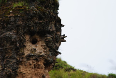 Geospizopsis unicolor