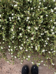 Mesembryanthemum aitonis