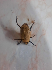 Hologymnetis cinerea