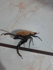 Hologymnetis cinerea