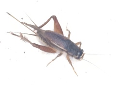 Gryllus assimilis