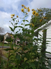 Helianthus tuberosus
