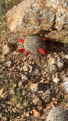 Mammillaria grahamii