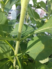 Helianthus tuberosus