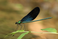 Matrona basilaris
