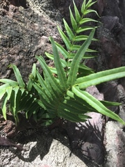 Pteris vittata