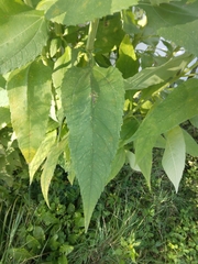Helianthus tuberosus