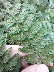 Dryopteris dilatata