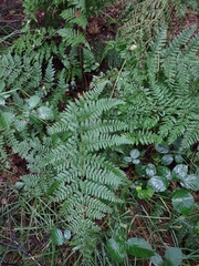 Dryopteris dilatata
