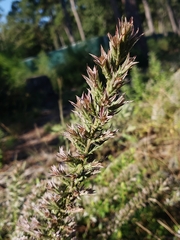 Liatris hesperelegans