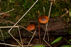 Gymnopilus