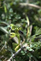 Ophrys