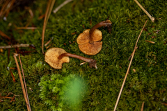 Gymnopilus