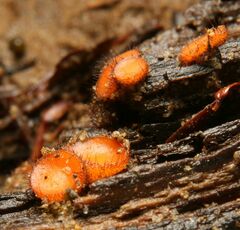 Scutellinia olivascens