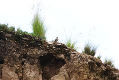 Cinclodes albiventris