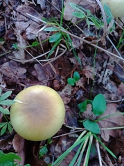 Amanita phalloides