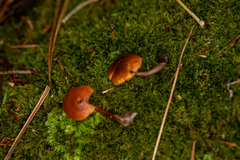 Gymnopilus