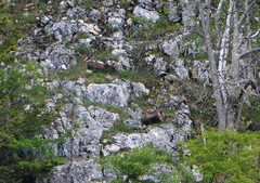 Rupicapra rupicapra carpatica