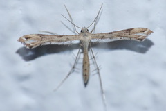 Stenoptilodes taprobanes