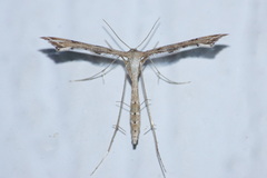 Stenoptilodes taprobanes