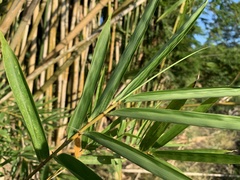 Bambusa pachinensis