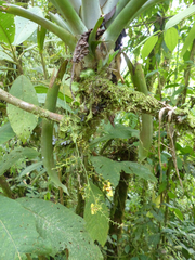 Oncidium bryolophotum