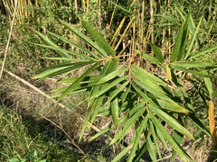 Bambusa pachinensis