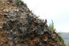 Geospizopsis unicolor