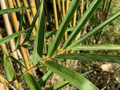 Bambusa pachinensis