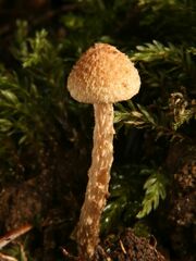 Inosperma apiosmotum