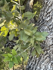 Quercus fusiformis