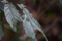 Singaporoidea meneptolemus