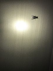 Musca domestica