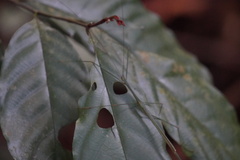 Singaporoidea meneptolemus