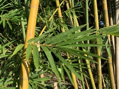 Bambusa pachinensis
