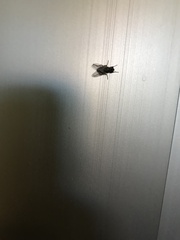 Musca domestica