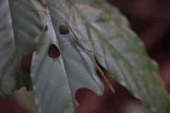 Singaporoidea meneptolemus