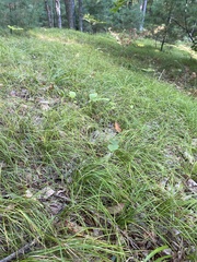 Carex pensylvanica