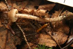 Inosperma apiosmotum