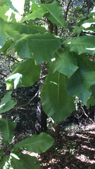 Magnolia macrophylla