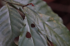 Singaporoidea meneptolemus