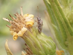 Nysius senecionis