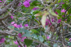 Orthotomus atrogularis