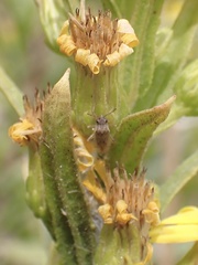 Nysius senecionis