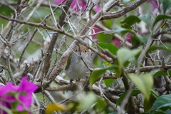 Orthotomus atrogularis