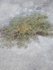 Caryophyllales