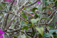 Orthotomus atrogularis