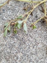 Caryophyllales