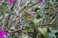 Orthotomus atrogularis