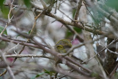 Orthotomus atrogularis